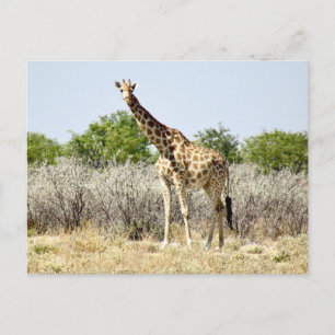 Postal etosha giraffe