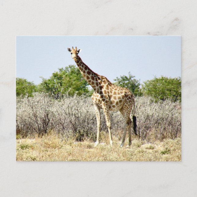 Postal etosha giraffe (Anverso)