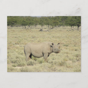 Postal etosha rhinoceros