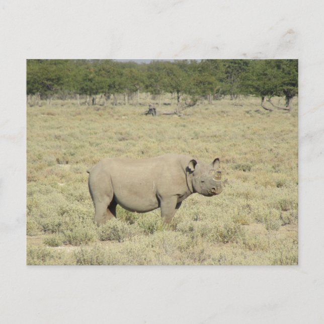 Postal etosha rhinoceros (Anverso)