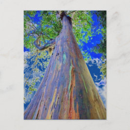 Postal Eucalyptus arcoiris