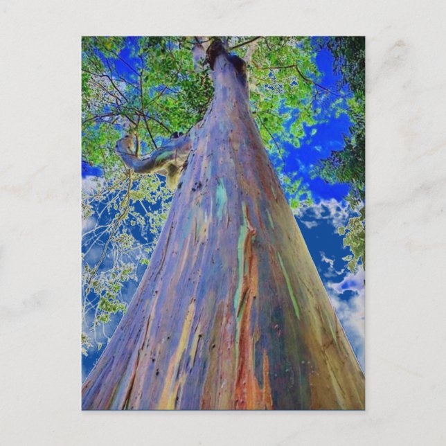 Postal Eucalyptus arcoiris (Anverso)
