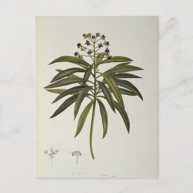 Postal Euphorbia Mellifera (Anverso)