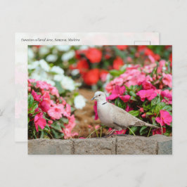 Postal Eurasian Collared Dove in Santana Garden, Madeira 