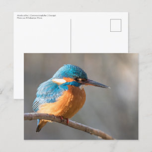 Postal Eurasian Kingfisher Nature Photo Postcard