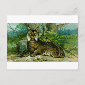 Postal Eurasian Lynx