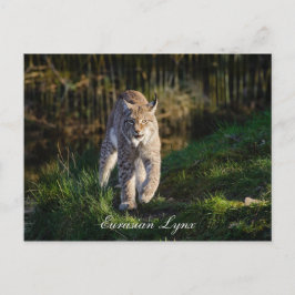 Postal Eurasian Lynx