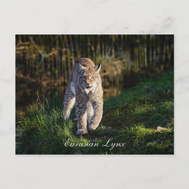 Postal Eurasian Lynx