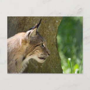 Postal Eurasian Lynx