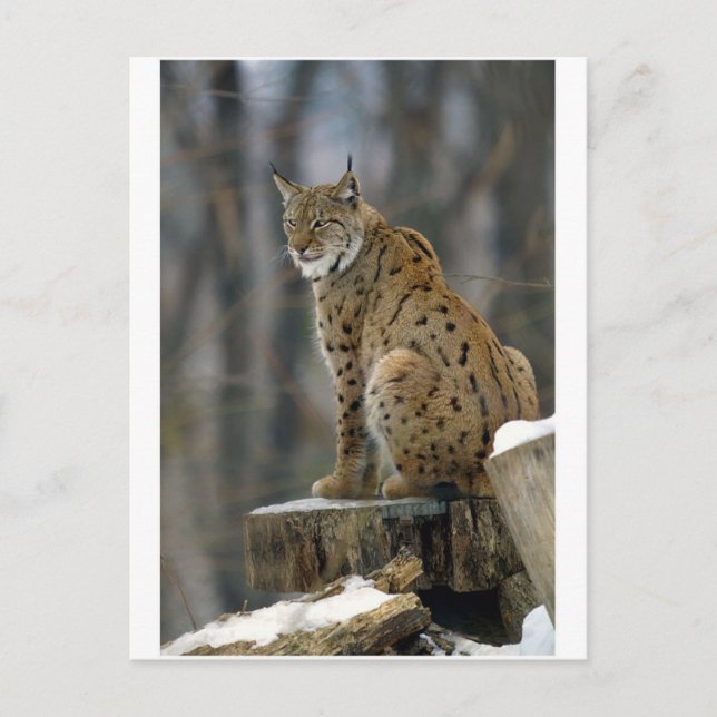 Postal Eurasian Lynx (Lynx lynx) 3 (Anverso)