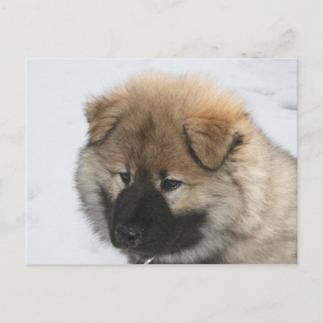 Postal Eurasier Puppy (Anverso)