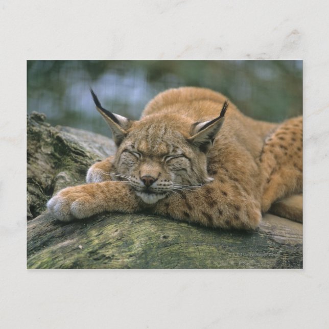 Postal Europ �_ischer Luchs, Eurasischer Luchs (Lynx) (Anverso)