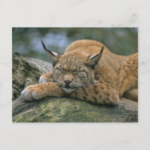 Postal Europ �_ischer Luchs, Eurasischer Luchs (Lynx)