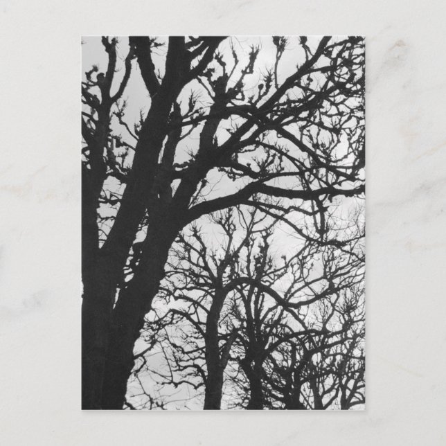 Postal Europa, Francia, París. Árboles de invierno, Marco (Anverso)