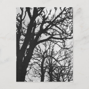 Postal Europa, Francia, París. Árboles de invierno, Marco