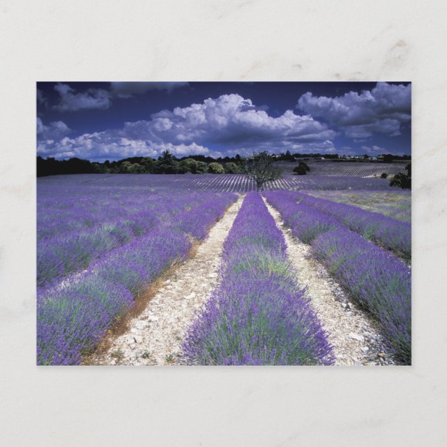 Postal Europa, Francia, Provenza. Campos de lavanda (Anverso)