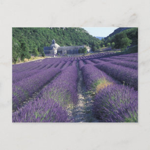 Postal Europa, Francia, Provenza. Campos de lavanda