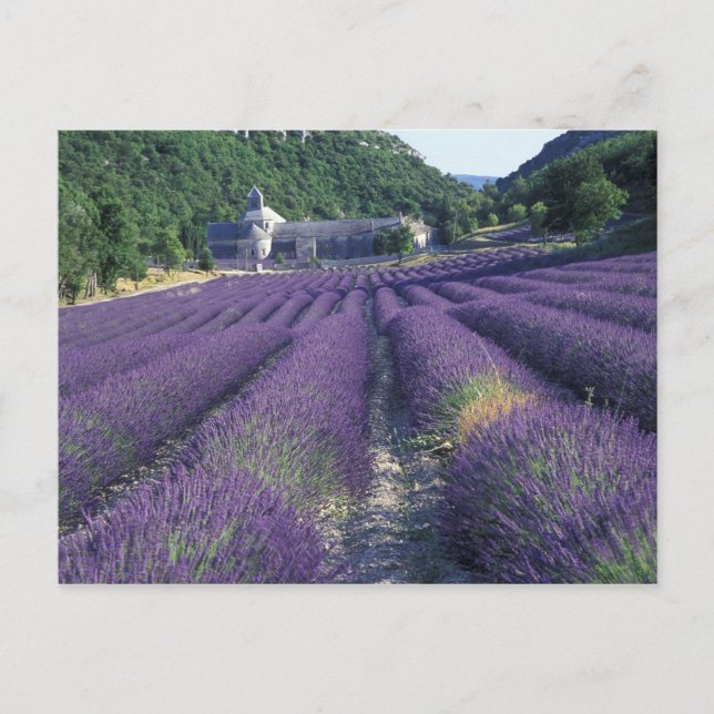 Postal Europa, Francia, Provenza. Campos de lavanda (Anverso)