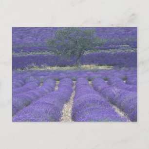 Postal Europa, Francia, Provenza, Sault, Campos de lavand