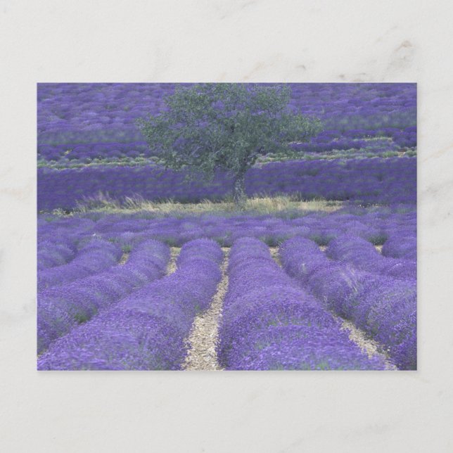 Postal Europa, Francia, Provenza, Sault, Campos de lavand (Anverso)