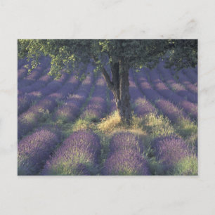 Postal Europa, Francia, Provenza, Sault, Lavender