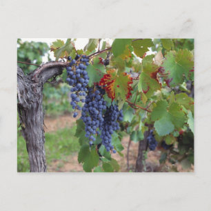 Postal Europa, Francia, Rosellón. Viñedos con