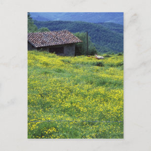 Postal Europa, Italia, Toscana, Siena, Chianti.