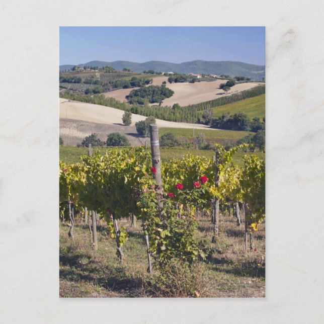 Postal Europa, Italia, Umbría, cerca de Montefalco, Viñed (Anverso)