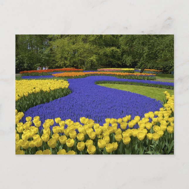 Postal Europa, Países Bajos, Holanda, Lisse, Keukenhof (Anverso)