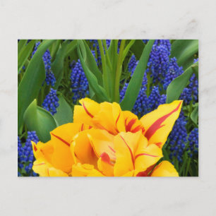 Postal Europa, Países Bajos, Lisse.Tulipanos