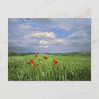 Europa, Toscana, Poggiolo. Las amapolas rojas se m