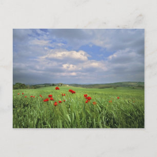 Postal Europa, Toscana, Poggiolo. Las amapolas rojas se m