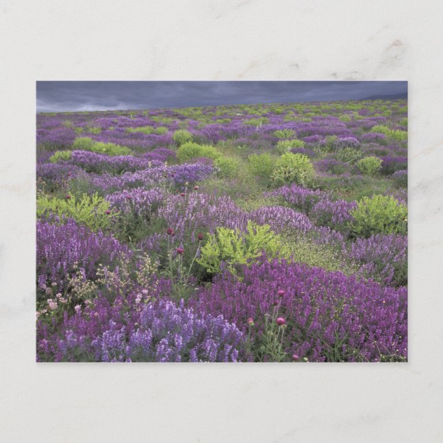 Postal Europa, Turquía, Cappadocia. Paisaje rural 3 (Anverso)