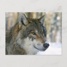 Postal Europäischer Wolf