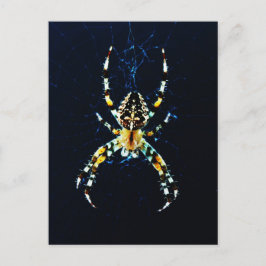 Postal European Garden Spider pccna