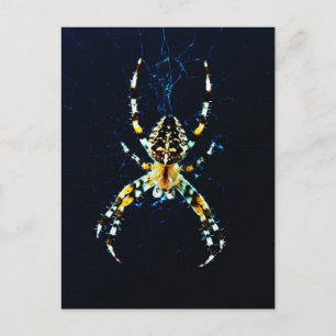 Postal European Garden Spider pccna
