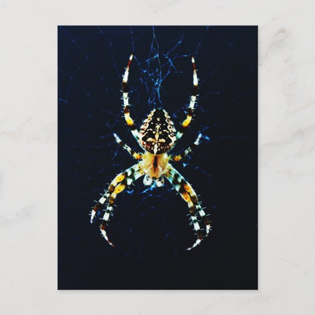Postal European Garden Spider pcnm (Anverso)