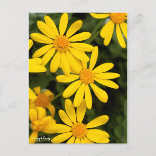 Postal Euryops Daisy [postal]