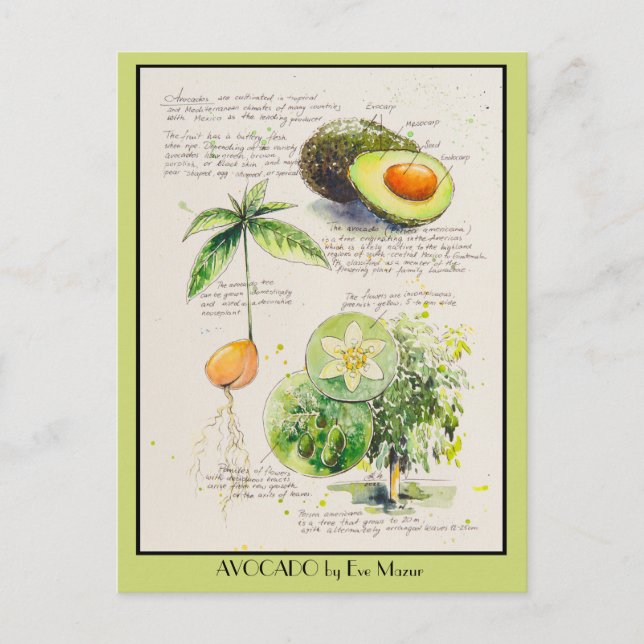 Postal EVE Painted Avocado Botanical illustration Poster (Anverso)
