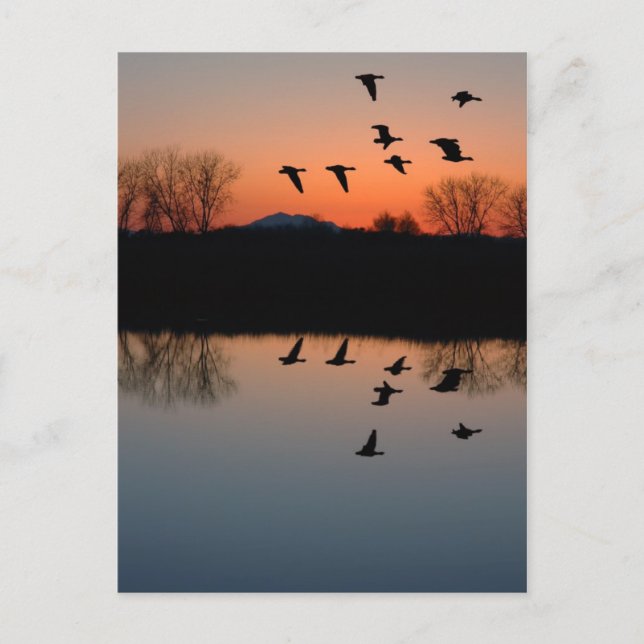 Postal Evening Geese (Anverso)