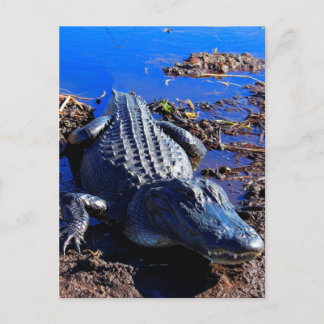 Postal Everglades Alligator