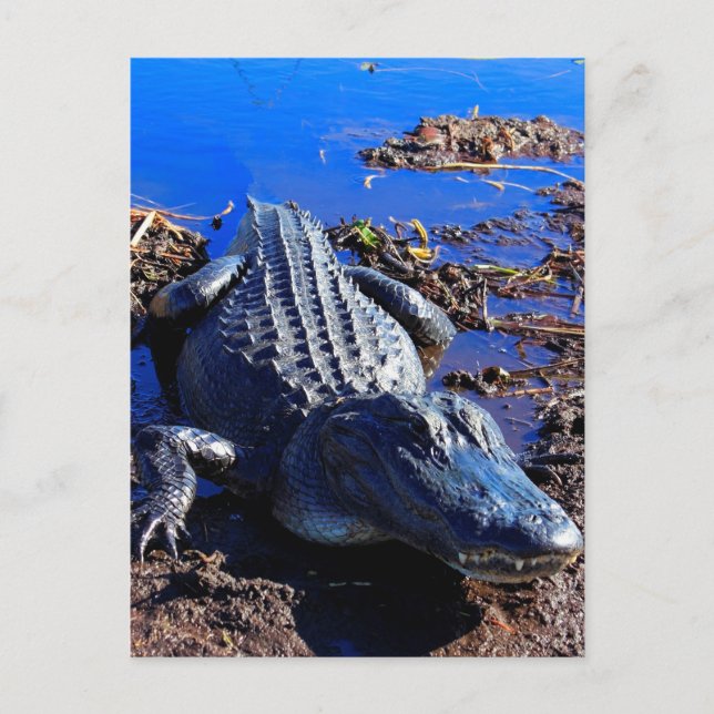 Postal Everglades Alligator (Anverso)