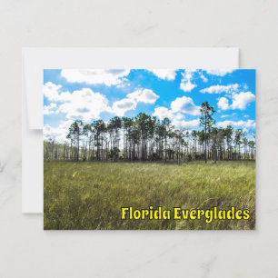 Postal Everglades Cypress Blue Sky & Cloud Reflations