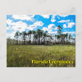 Postal Everglades Cypress Blue Sky & Cloud Reflations