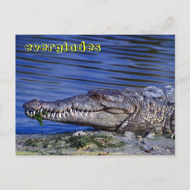 Postal Everglades de cocodrilos americanos (Anverso)