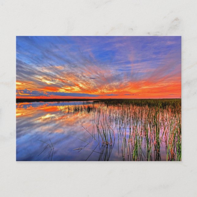 Postal Everglades de Florida (Anverso)