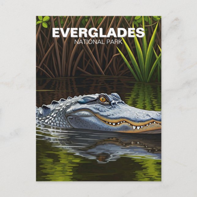 Postal Everglades Florida Alligator Travel (Anverso)