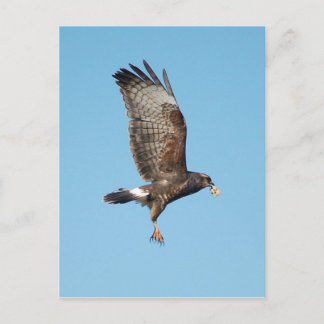 Postal Everglades Kite