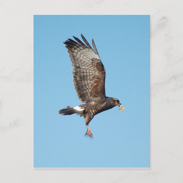 Postal Everglades Kite (Anverso)