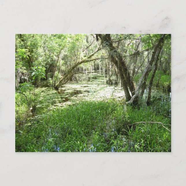 Postal Everglades - pantano - pantano (Anverso)
